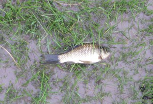 One of several displaced fish. This one was rescued alive & returned to the muddy pond. 